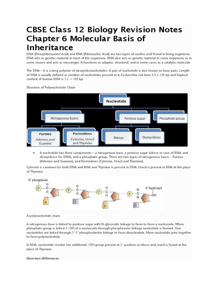 CBSE Class 12 Biology Revision Notes Chapter 6 Molecular Basis of ...