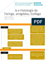 Anatomía e Histología de Faringe, Amígdalas