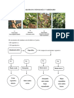 El Arandano 3 Fenología y Variedades