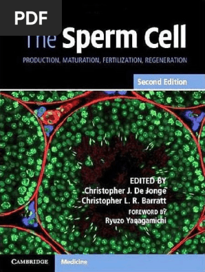 The Sperm Cell 2017 Cell Potency Cellular Differentiation