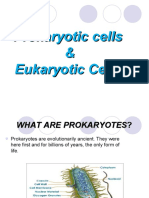 Prokaryotic Cells & Eukaryotic Cells