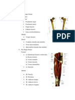 Anatomi Regio Femur