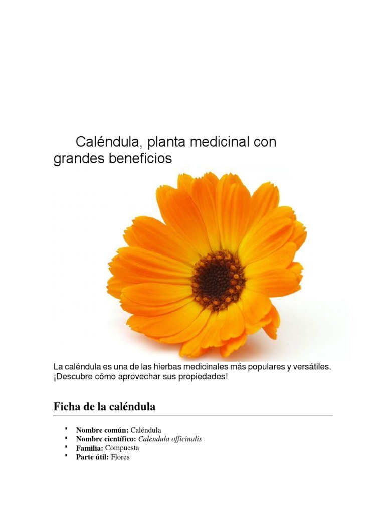 Caléndula | PDF | Té | Sabor