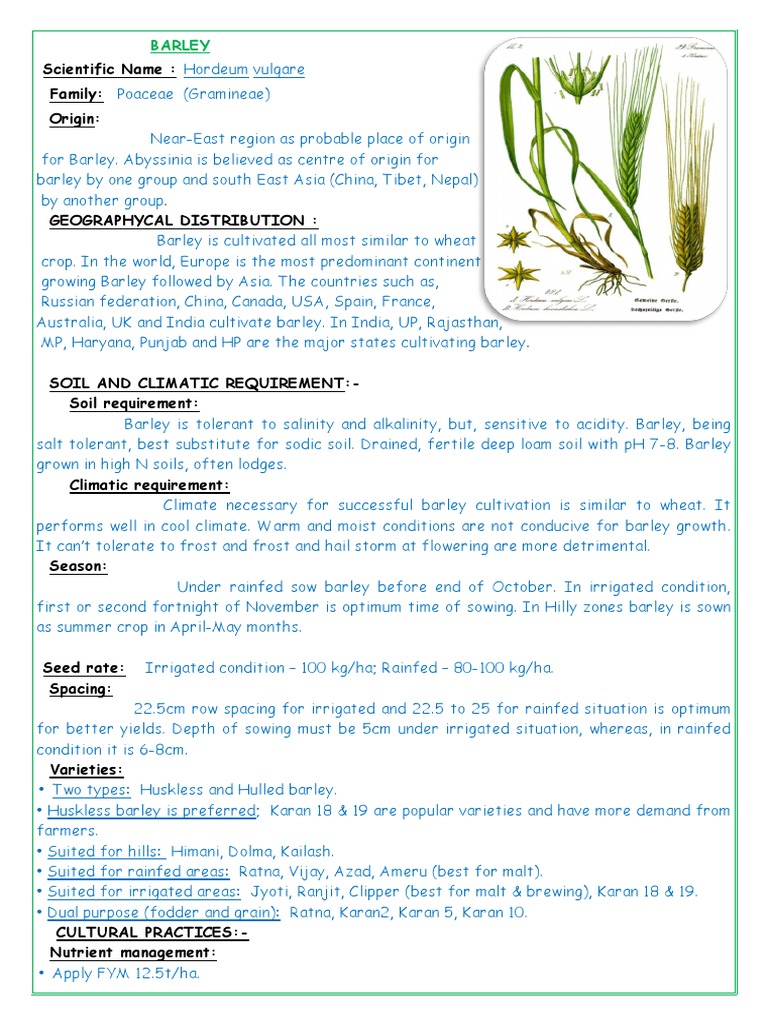 BARLEY | PDF | Barley | Germination