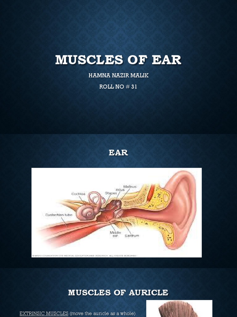 Muscles of Ear | PDF