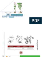 tuberculos ciclo vegetativo.docx