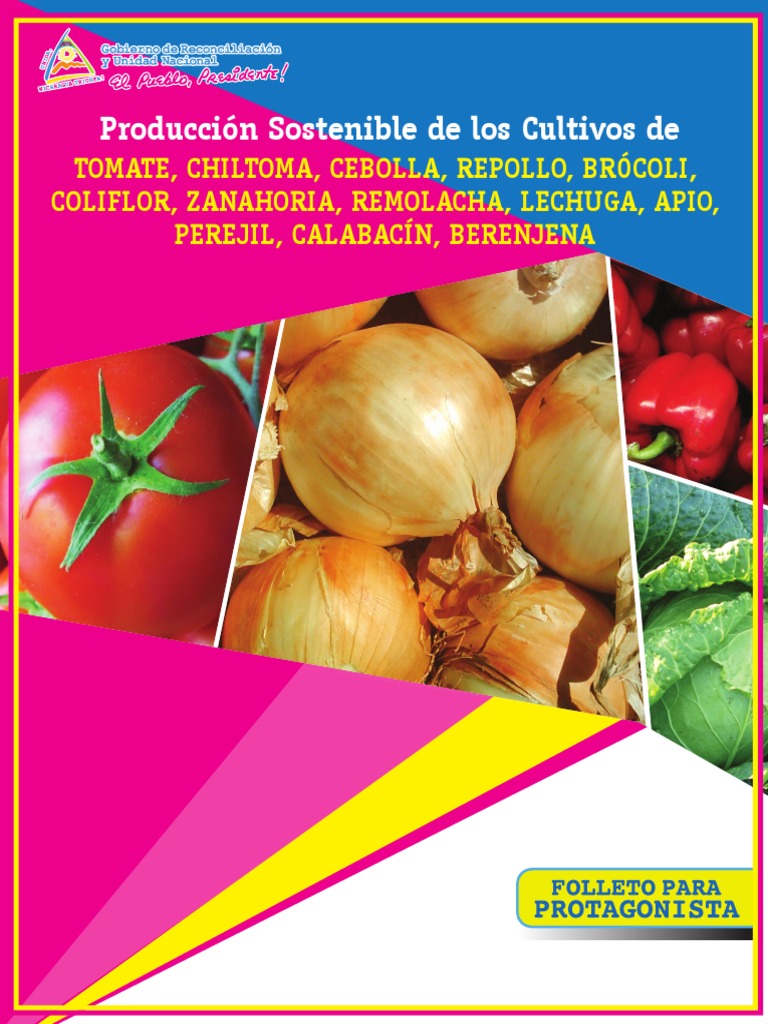 Cultivo Sostenible de Chiltoma en Nicaragua | PDF | Siembra | Suelo
