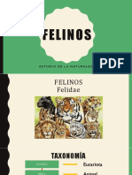 FELINOS