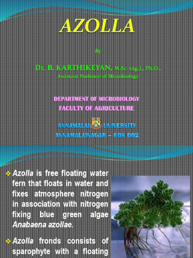 Azollo | PDF | Plants | Botany