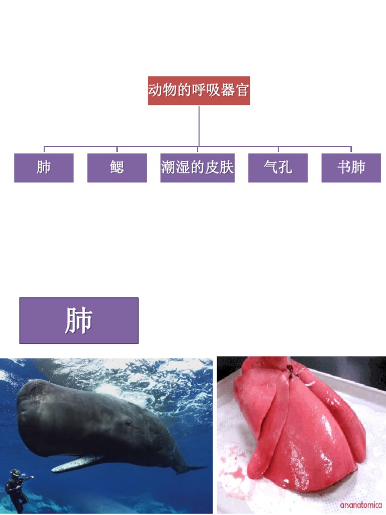 动物的呼吸器官 Pdf