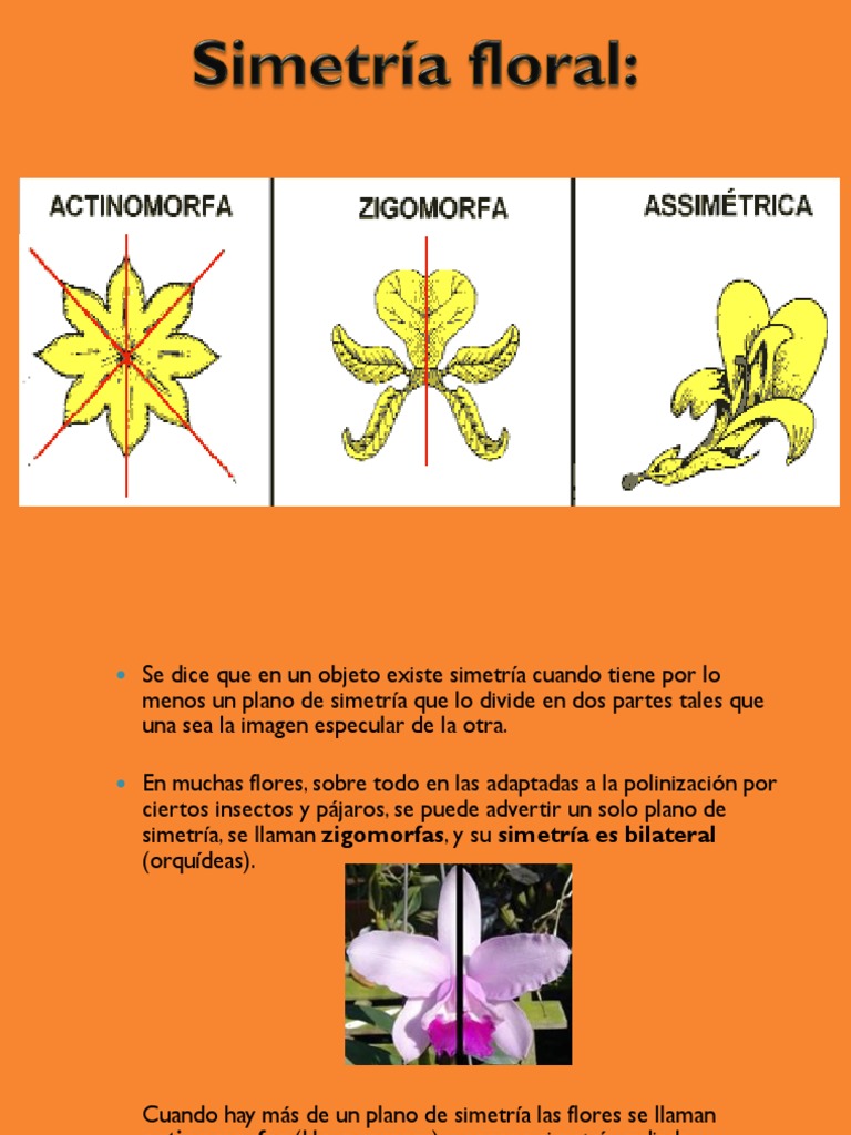 Simetría Floral - 201520 | PDF | Flores | Morfología Vegetal
