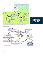 PARASITOS CICLO VITAL.docx