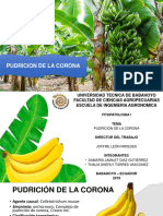 Banano Ecuatoriano Enfermedades