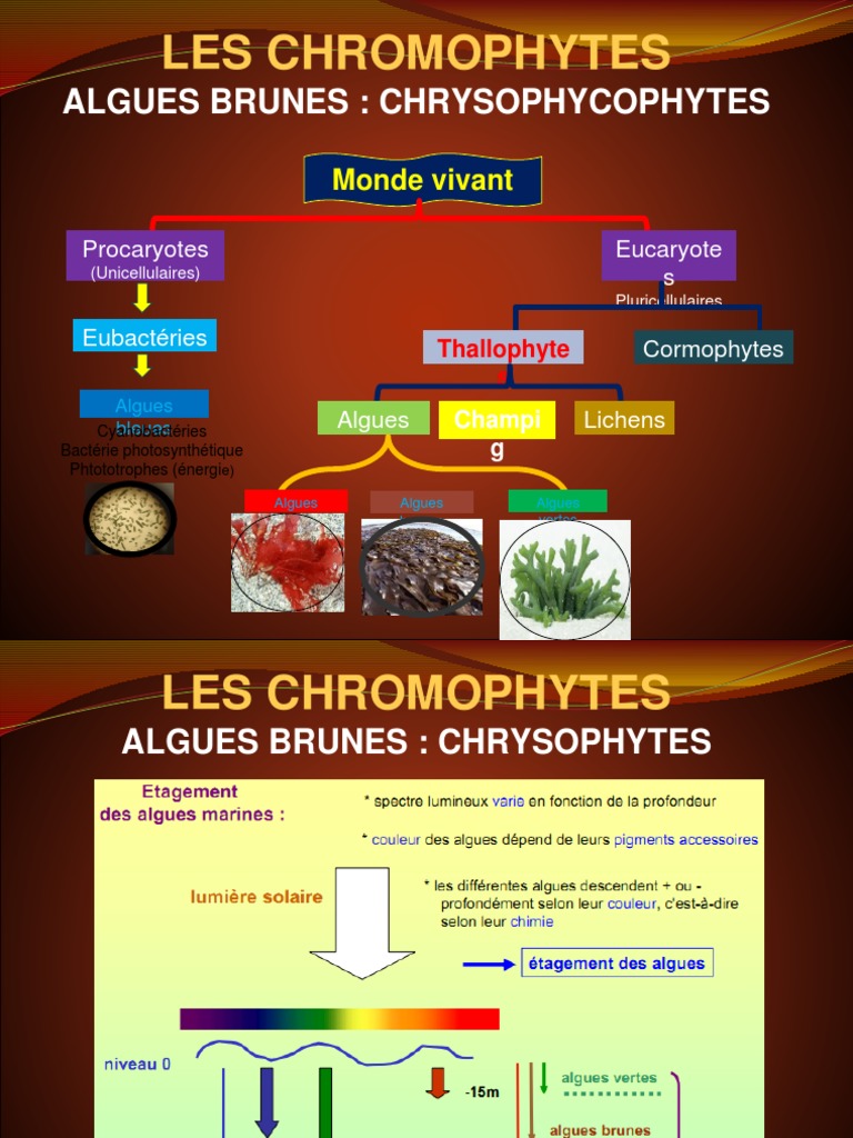 Classification des algues brunes | PDF | Eucaryotes | Organismes