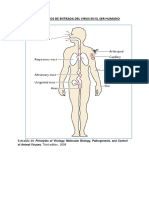 Clasificacion de Las Infecciones Virales Seg N Su Evolucion