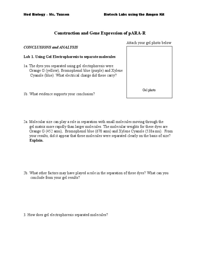 Gel Electrophoresis and Plasmid Analysis | PDF | Dna Ligase | Gel ...