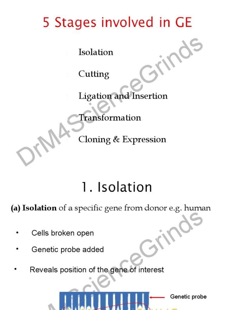 5 Stages Involved In Ge Pps Pdf Molecular Cloning Recombinant Dna