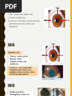 Ukuran Normal Pupil Mata | PDF