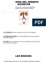 Anatomia Del Aparato Excretor