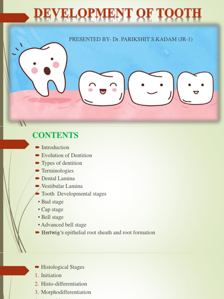 Developmentofteeth Stages | PDF | Tooth Enamel | Tooth