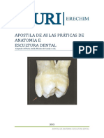 APOSTILA DE AULAS PRÁTICAS DE ANATOMIA E ESCULTURA DENTAL Adaptado de Maria Amélia Máximo de Araújo e cols.