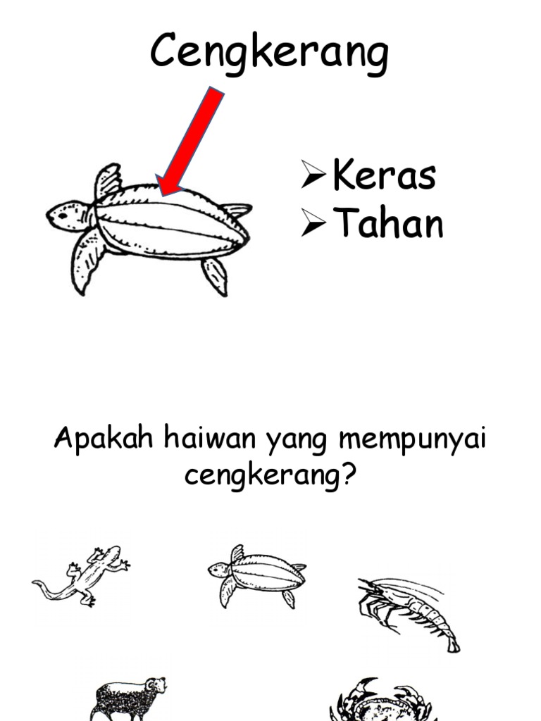 Dst Tahun 1 Litupan Badan Haiwan Pdf