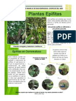 Diciembre Epífitas PDF