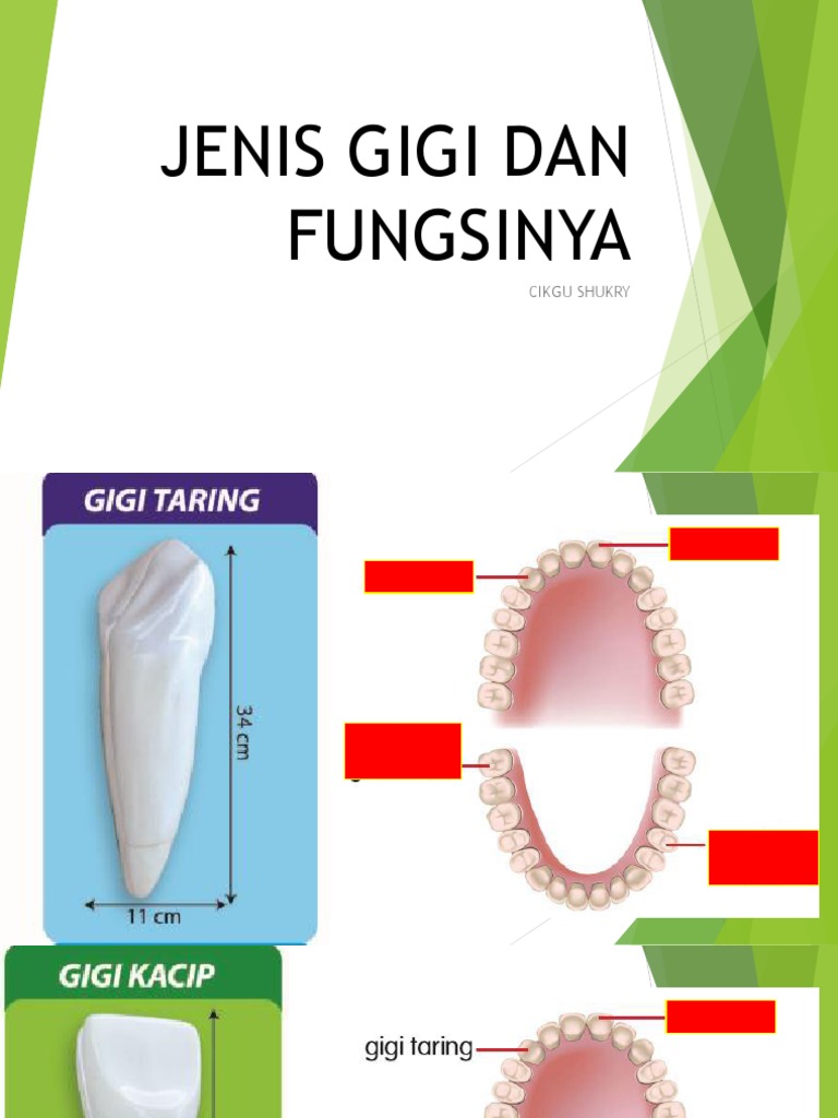 Jenis Gigi Dan Fungsinya Pdf