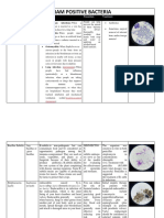 Gram positive bacteria.docx