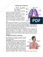 Anatomia de los Pulmones