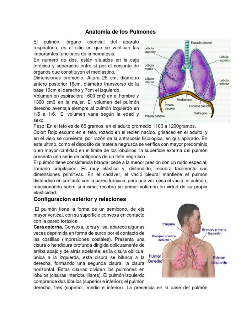 Anatomía Superficial Del Pulmón