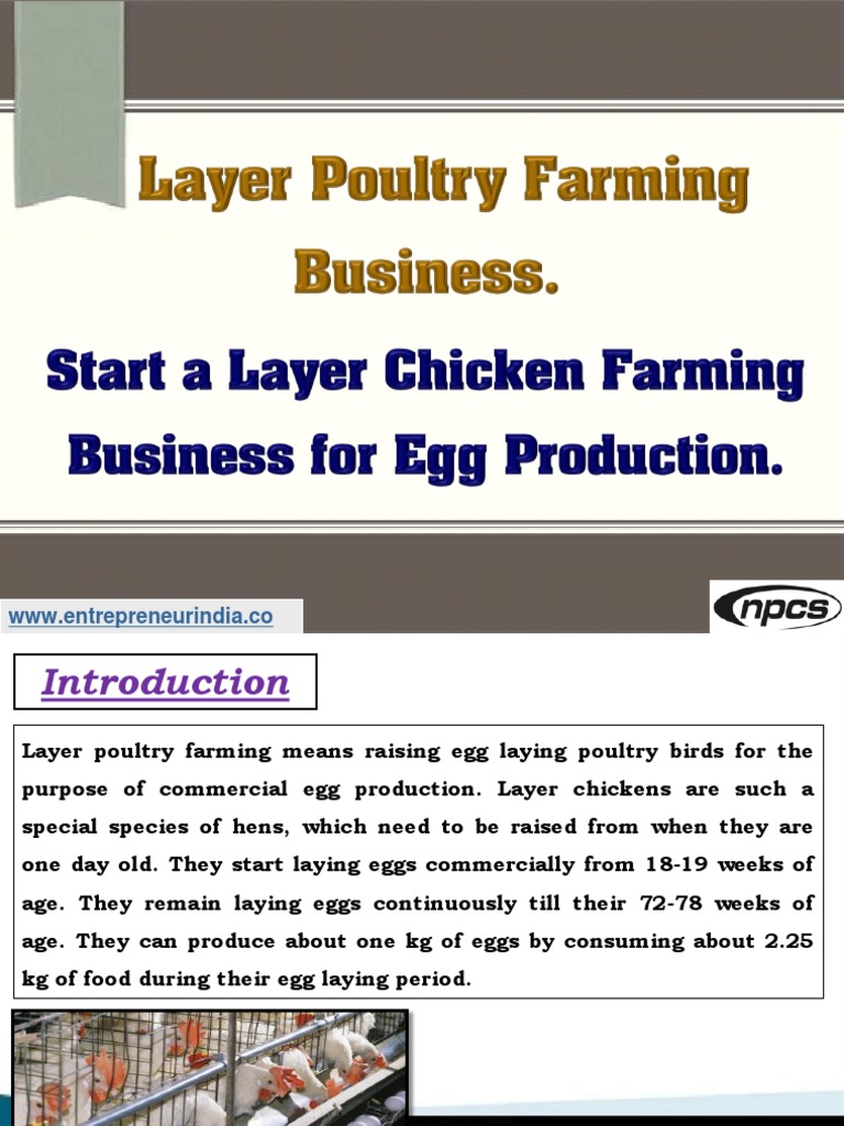 Layer Poultry Farming Business 965608 Pdf Pdf