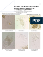 1125_colombia_protozoa_algae_and_macroinvertebrates_of_the_campos_de_cristo_cemetery.pdf