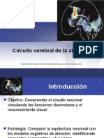 Circuito Cerebral de La Atencion