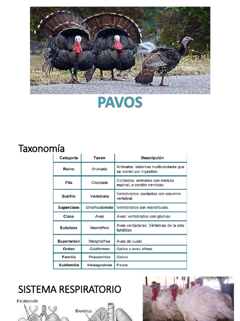 Produccion de Pavos | PDF | Digestión | Sistema digestivo humano, image size:768x1024