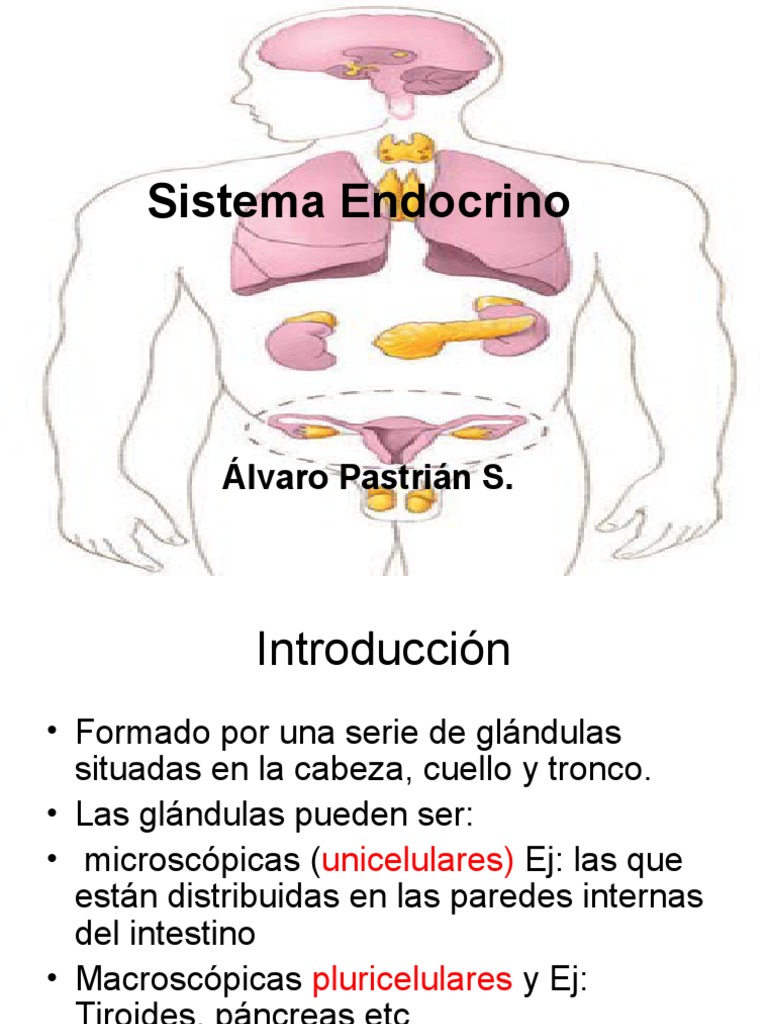Sistema Endocrino