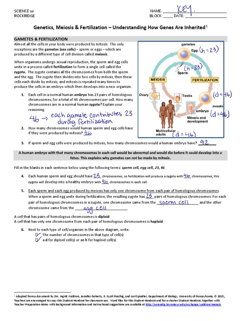 8 Meiosis Activity Student Key Meiosis Ploidy