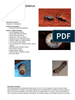 Diloboderus abderus - Sistema Nacional Argentino de Vigilancia y Monitoreo de plagas