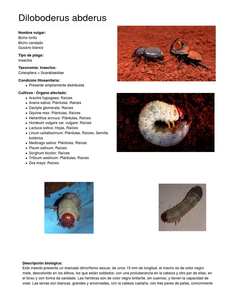Plaga del Bicho Torito: Diloboderus abderus | PDF | Plantas ...
