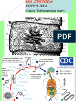 CLASA CESTODA.ppt