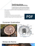 Parénquima vegetal: tejido fundamental de las plantas