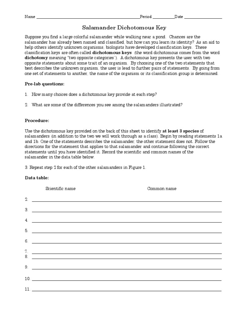 Dichotomous Key Salamanders Herpetology Amphibian