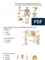 Anatomi Fisiologi Osteosarkoma