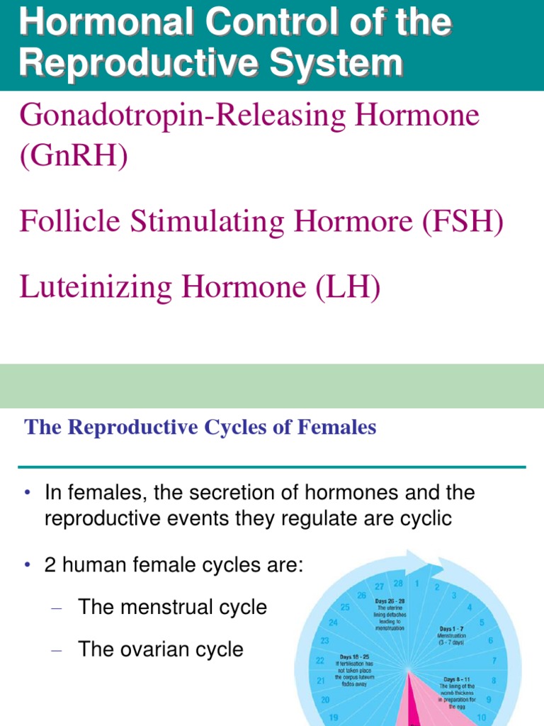 Hormonal Control of The Reproductive System | PDF | Menstrual Cycle ...