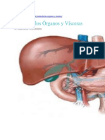 Teoría Órganos y Vísceras