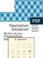 Plasmodium Falciparum