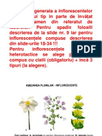 Inflorescente PDF