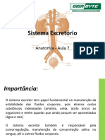 Aula 7 - Sistema Excretor