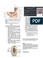 Human Reproductive System Week 1