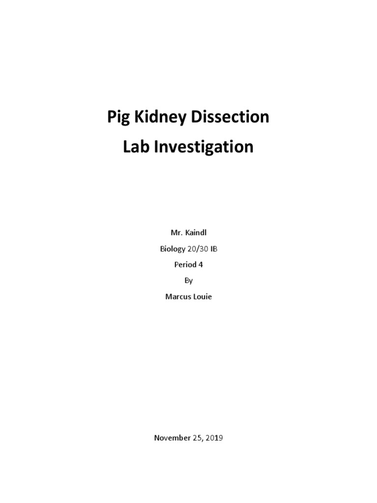 Pig Kidney Dissection PDF Kidney Urinary System